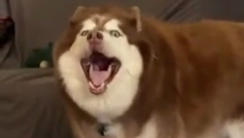Huskies in an Apartment? Get Ready for a Hilarious Musical Experience!