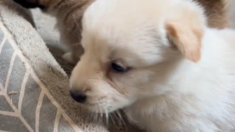 Paw-some Playtime: Hilarious and Adorable Puppies Showing Their Fierce Side!