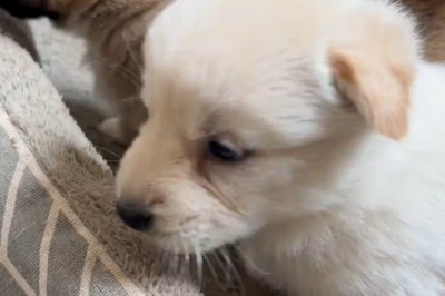 Paw-some Playtime: Hilarious and Adorable Puppies Showing Their Fierce Side!