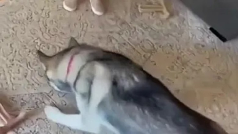 Pet Parade of Giggles: Hilarious Animal Antics That Will Make Your Day!