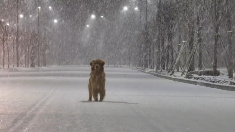 Snow Day Shenanigans: Watch This Dog's Hilarious Winter Fun!