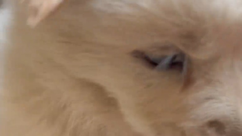 Unleash the Fun: Playful Puppies Show Their Cute and Fierce Side!