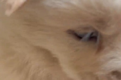 Unleash the Fun: Playful Puppies Show Their Cute and Fierce Side!