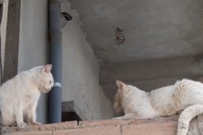 Adventures of a Street Cat: Life in North Africa