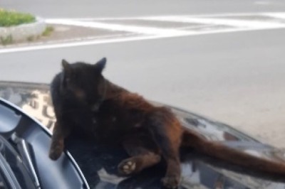 Haidara the Hilarious Street Cat: Feline Follies Unleashed!