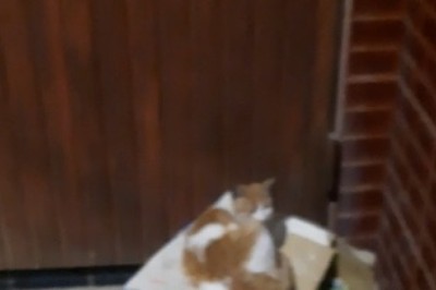 Street Snoozer: The Ultimate Cat Nap Compilation You Won't Want to Miss!