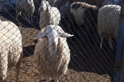 Eid al-Adha Shenanigans: When Sheep Get in on the Fun!