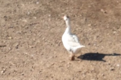Goose on the Loose: The Wildest Running Fowl You'll Ever See!