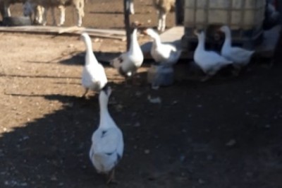 When Sheep and Geese Go Upside Down: The Hilarious Animal Antics You Didn't Know You Needed!