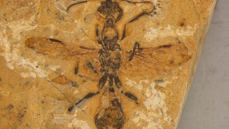 Dinosaur Era Discovery: The 113-Million-Year-Old 'Hell Ant' Fossil That Redefines Evolution!