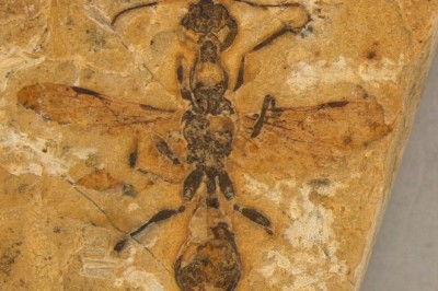 Dinosaur Era Discovery: The 113-Million-Year-Old 'Hell Ant' Fossil That Redefines Evolution!
