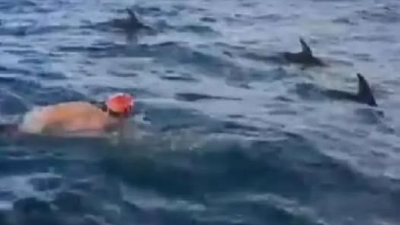 Dolphins vs. Great White: How Ocean's Guardians Risked It All to Save Swimmers