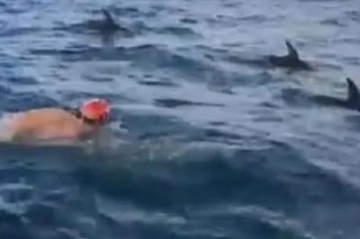 Dolphins vs. Great White: How Ocean's Guardians Risked It All to Save Swimmers