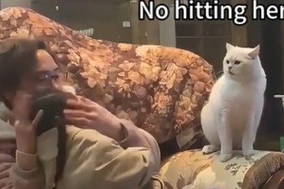 Cuddles & Chaos: Cats and Their Tiny Humans!