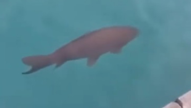 Fish with Attitude: βIβm Here, Whatβs Up?β ππ