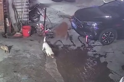 Furry Frenemies: The Hilarious Adventures of Cats and Dogs!