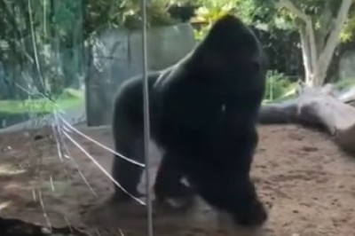 Gorilla Showdown: The Ultimate Primate Smackdown!