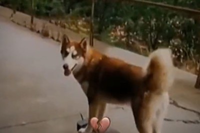 Paw-sitively Hilarious: Dog’s Epic Sidewalk Slip & Slide! 🐶😂