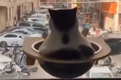 Balcony Cat Chronicles: The Ultimate Rooftop Adventure!