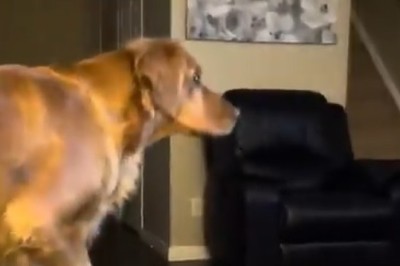 Can Dogs Handle Scary Movies? Watch This Pup’s Hilarious Reactions!
