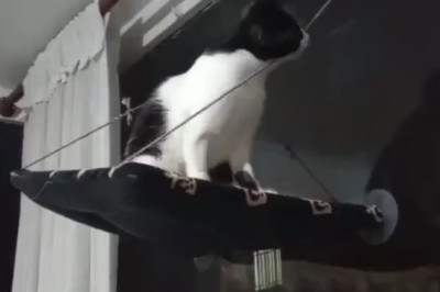 Cat vs. Rope: The Epic Feline Showdown You Won't Believe!