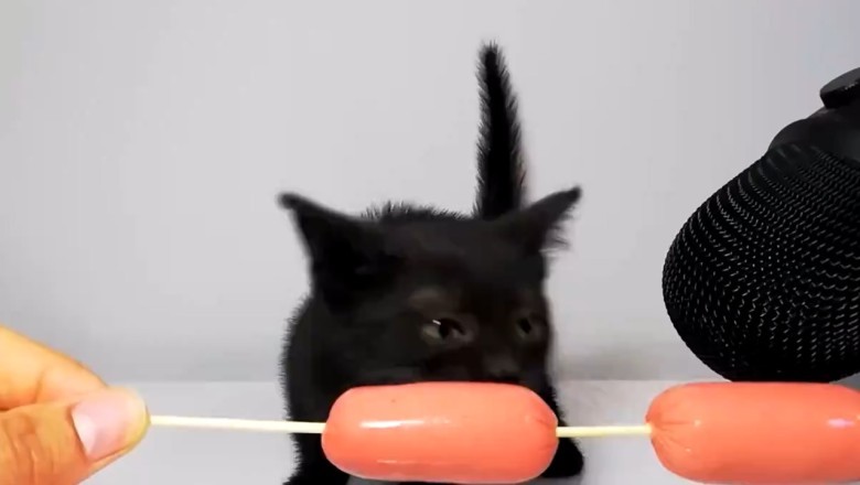 Epic Kitten Munchies: Watch This Furry Foodie Devour Everything!