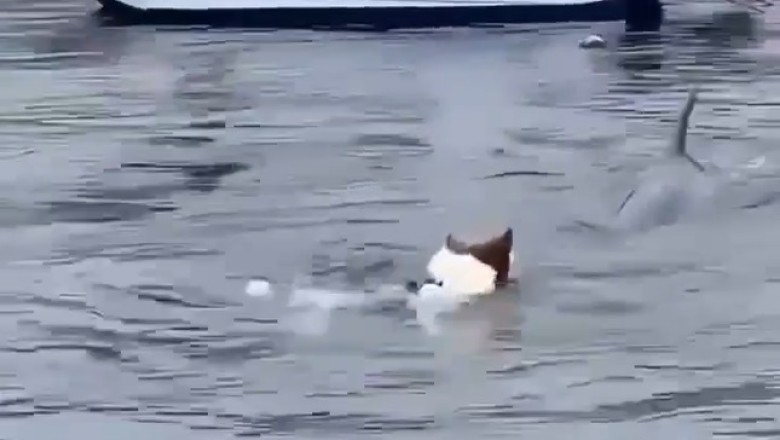 Heroic Rescue: Dog in Distress at Sea!