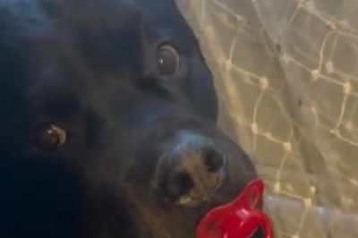 Rottweiler vs. Mites: Watch This Brave Pup Take on a Tiny Challenge!