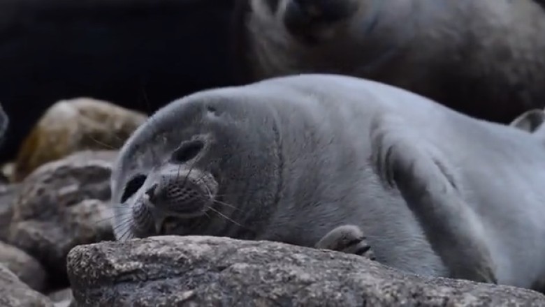 Seal the Deal: Epic Water Antics of a Goofy Seal!