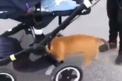Stroller Heist: Sneaky Dog’s Mission to Steal Snacks!