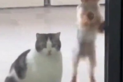 The Epic Welcome Committee: Cat vs. Dog Showdown at the Door!