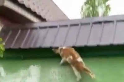 Wall Walker: The Cat That Defies Gravity and Logic!