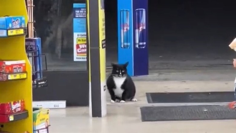 Meet the JANITOR CAT: The Purr-fect Cleaning Crew!