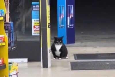 Meet the JANITOR CAT: The Purr-fect Cleaning Crew!