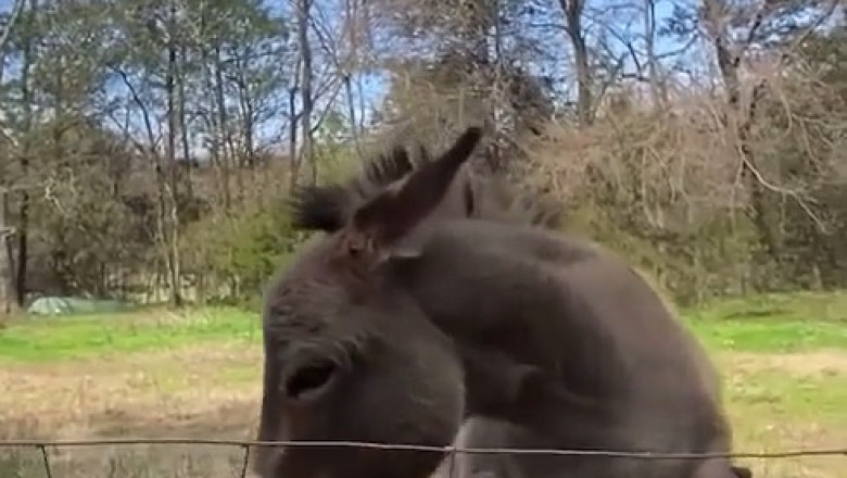 Embrace Your Inner Donkey: Lessons from the Stone Age