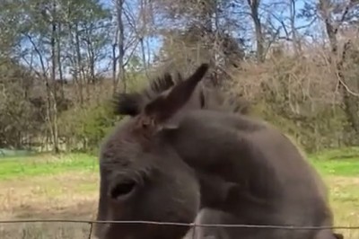 Embrace Your Inner Donkey: Lessons from the Stone Age