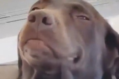 Epic Showdown: Dog vs. Couch! 🐶💥 You Won't Believe Who Wins!