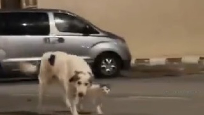 Firulais Gets a New Best Friend! 🐶 The Heartwarming Tail-Wagging Moment!