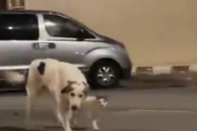 Firulais Gets a New Best Friend! 🐶 The Heartwarming Tail-Wagging Moment!