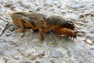 Mole Crickets: The Surprising Inhabitants of Our Gardens