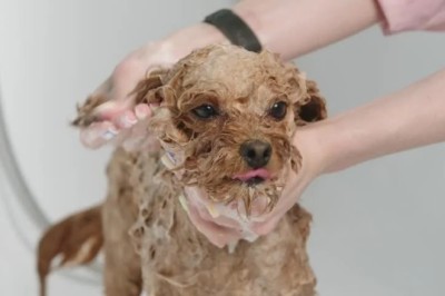 Oliver's Spa Day: The Joy of Pampering at Paws and Claws