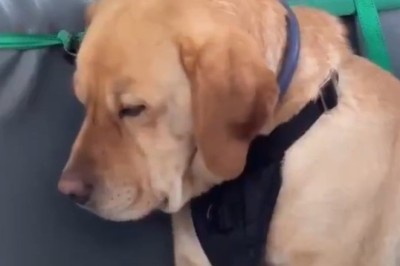 Taking the Pup on a Bus Adventure!