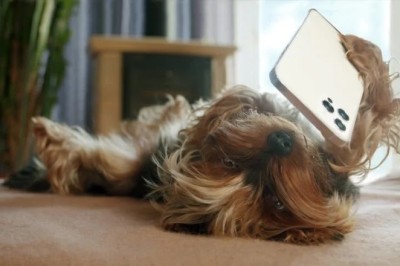 Tech-Savvy Tails: The Hilarious Adventures of a Yorkshire Terrier with a Smartphone