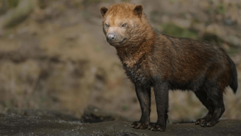 The Bush Dog: A 10-Million-Year-Old Survivor of the Wild