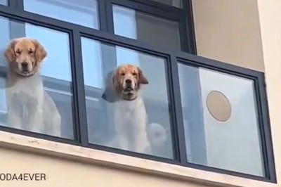 The Neighborhood Gossipers: Hilarious Dogs Spill the Tea!