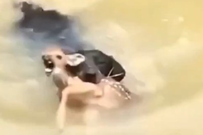Unbelievable Friendship! 🐶❤️ Dog Rescues Gazelle from River – Their Bond is Unbreakable!