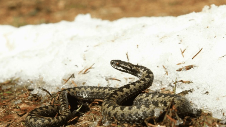 Understanding Vipers: A Lifesaving Guide for Outdoor Enthusiasts