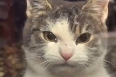 When They Say 'Please Pretend' 😂 | This Cat's Epic Eye Roll Says It All! 🐱🙄