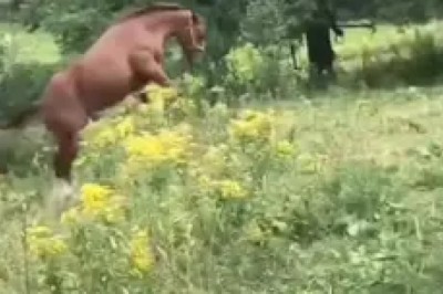 Hilarious Animal Fails: When Nature Goes Comically Wrong!