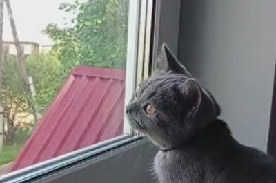 Hilarious Cat Reacts to Mysterious Window 'Visitor' - Prepare for Laughter Overload!